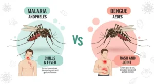 difference between malaria and dengue